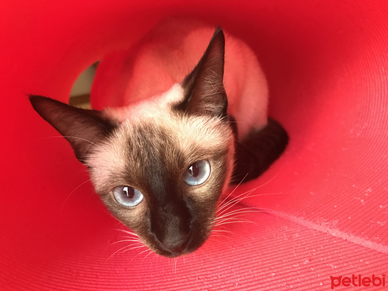Siyam Kedisi, Kedi  Bitter fotoğrafı