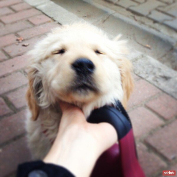 Golden Retriever, Köpek  Venüs fotoğrafı