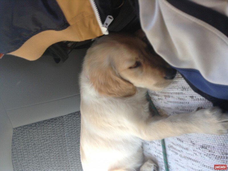 Golden Retriever, Köpek  Venüs fotoğrafı