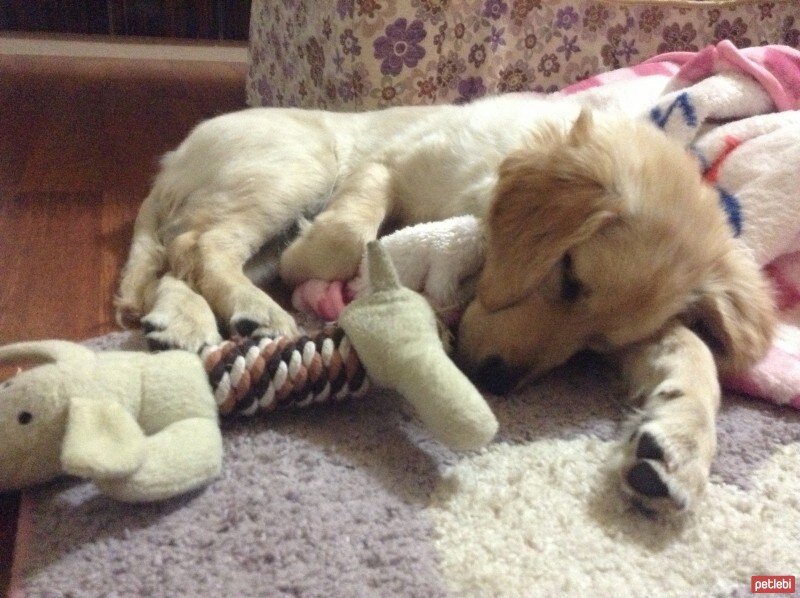 Golden Retriever, Köpek  Venüs fotoğrafı