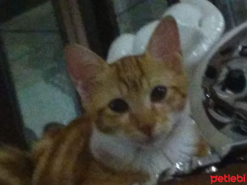 Tekir Kedi, Kedi  Maviş fotoğrafı