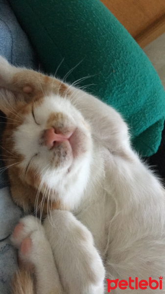 Tekir Kedi, Kedi  kimyon fotoğrafı