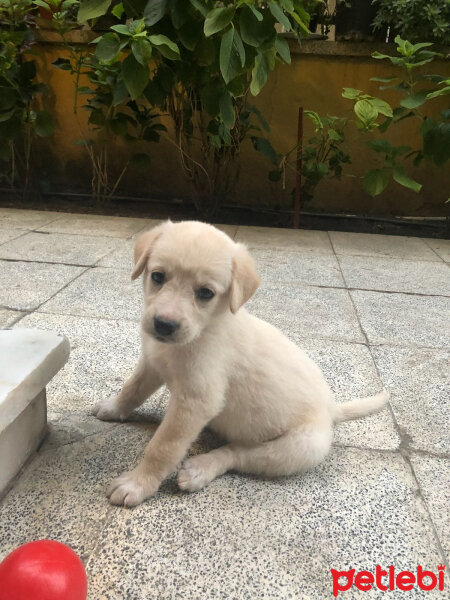 Labrador Retriever, Köpek  max fotoğrafı