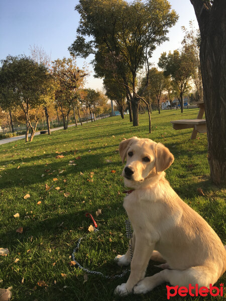 Labrador Retriever, Köpek  max fotoğrafı