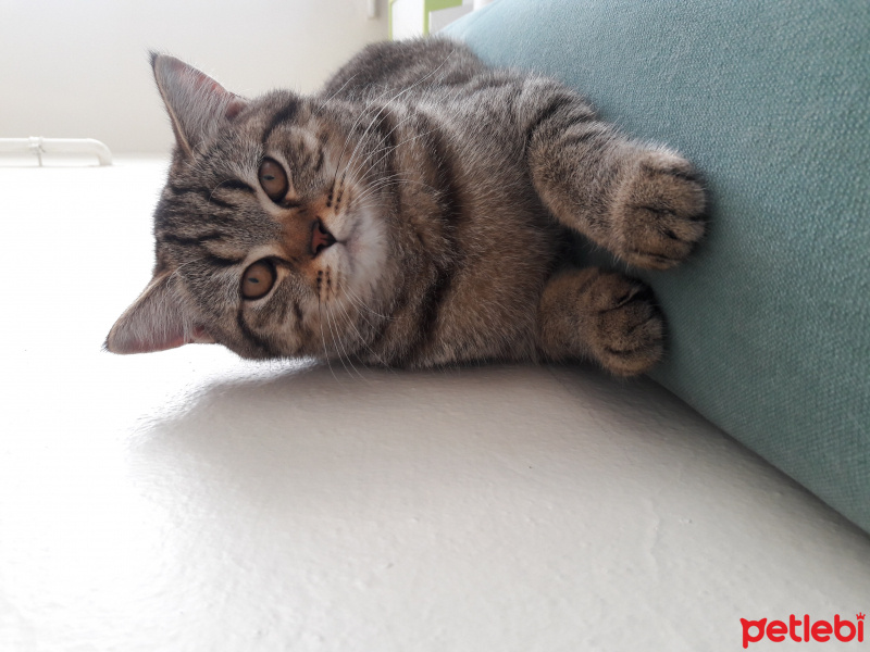 British Shorthair, Kedi  Pitis findik fotoğrafı