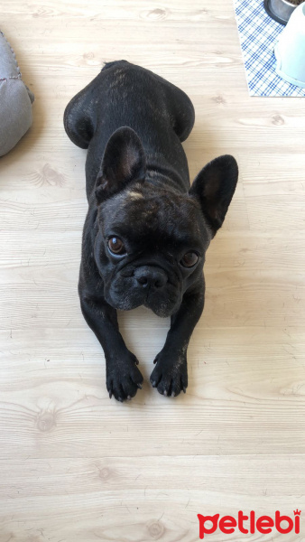 Fransız Bulldog, Köpek  Dülgâr fotoğrafı