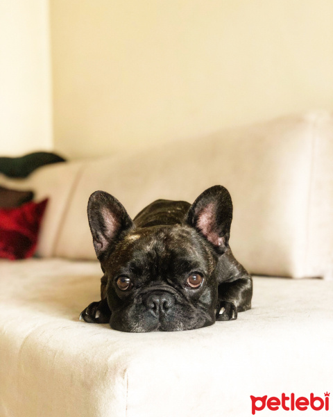 Fransız Bulldog, Köpek  Dülgâr fotoğrafı