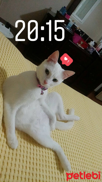 Ankara Kedisi, Kedi  Sütlaç fotoğrafı