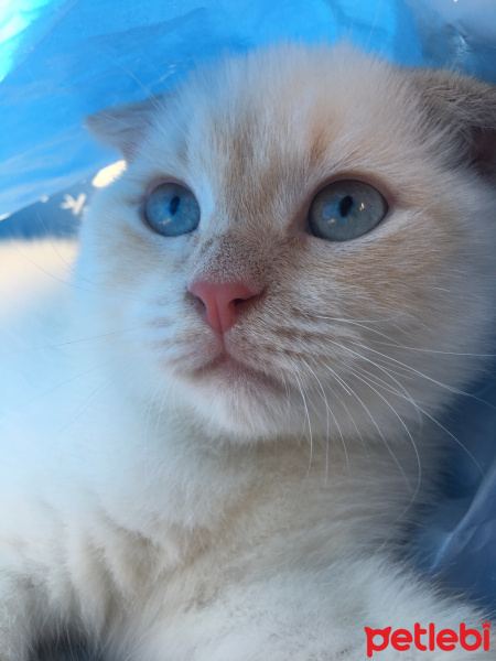Scottish Fold, Kedi  ÇAKIL fotoğrafı