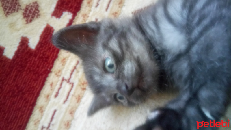 British Shorthair, Kedi  şeker fotoğrafı