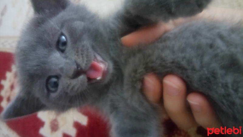British Shorthair, Kedi  pofidik fotoğrafı