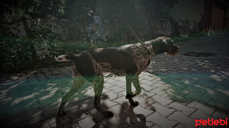 Alman Kalın Tüylü Pointer, Köpek  Bella fotoğrafı