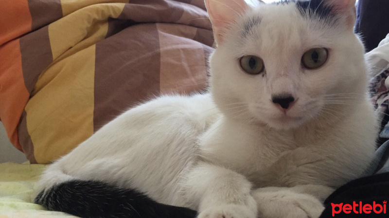 Tekir Kedi, Kedi  Oğluş fotoğrafı