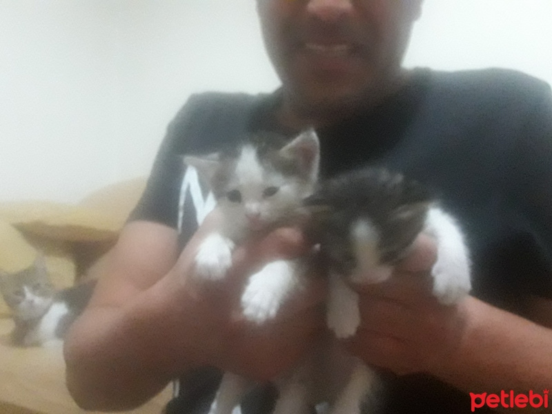 Tekir Kedi, Kedi  Lokum(dişi)&Badem(erkek) kardeş fotoğrafı