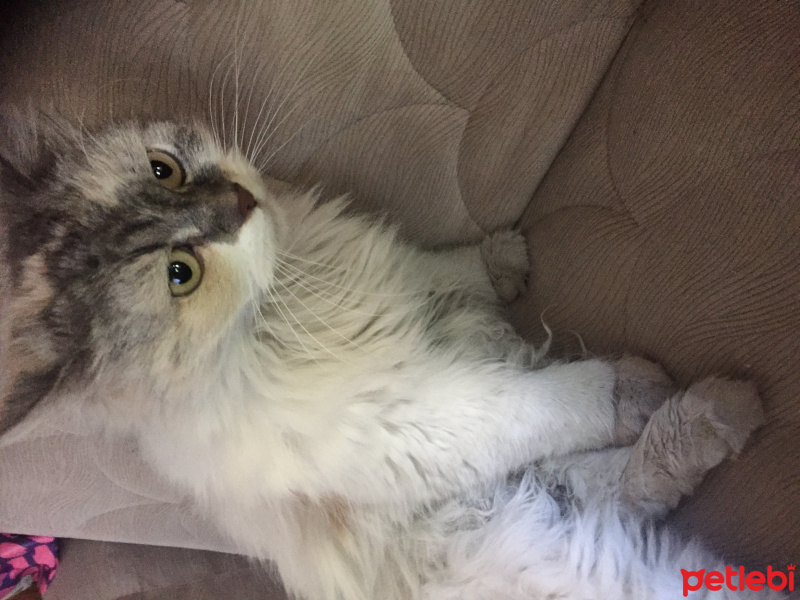 İran Kedisi (Persian), Kedi  Pamuk fotoğrafı
