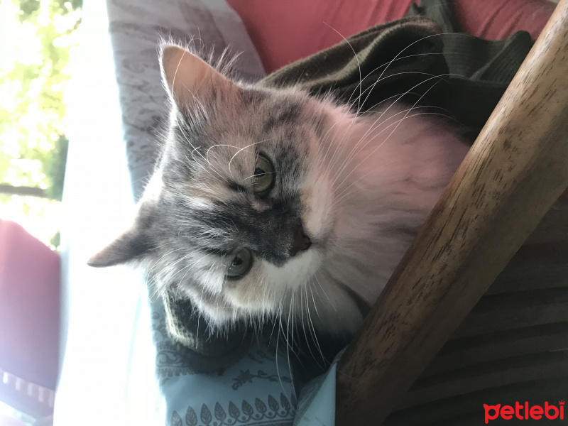 İran Kedisi (Persian), Kedi  Pamuk fotoğrafı