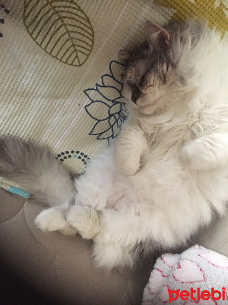 İran Kedisi (Persian), Kedi  Pamuk fotoğrafı