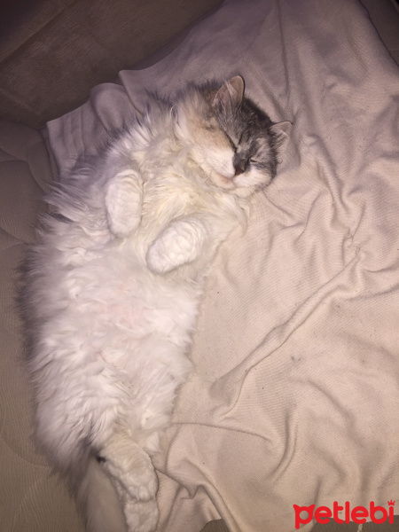 İran Kedisi (Persian), Kedi  Pamuk fotoğrafı