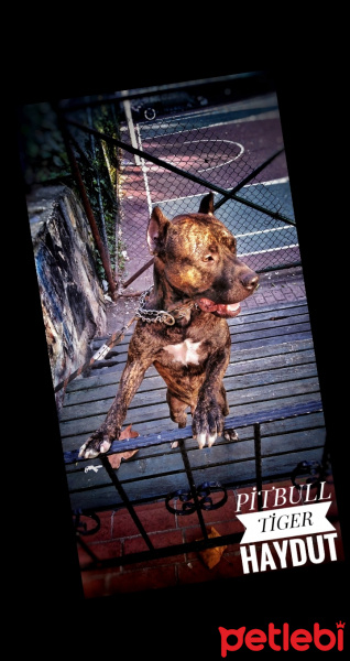 Amerikan Pitbull Terrier, Köpek  Haydut fotoğrafı