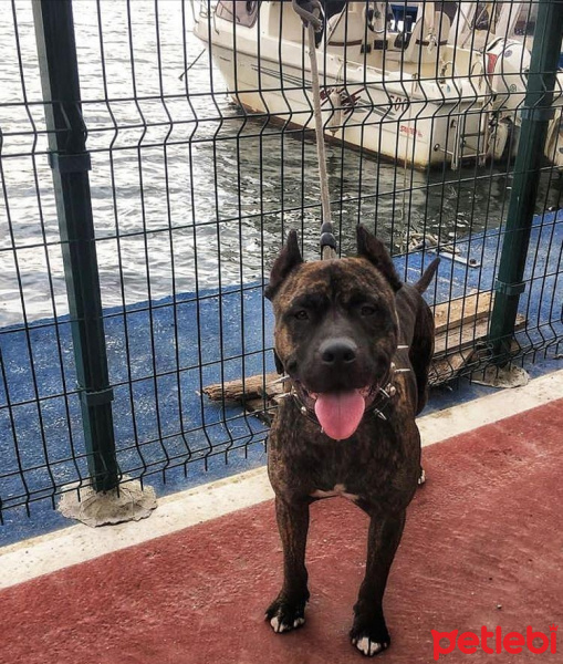 Amerikan Pitbull Terrier, Köpek  Haydut fotoğrafı