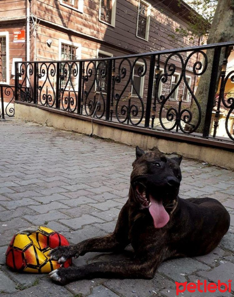 Amerikan Pitbull Terrier, Köpek  Haydut fotoğrafı