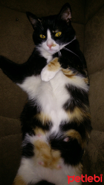 Tekir Kedi, Kedi  Helen fotoğrafı