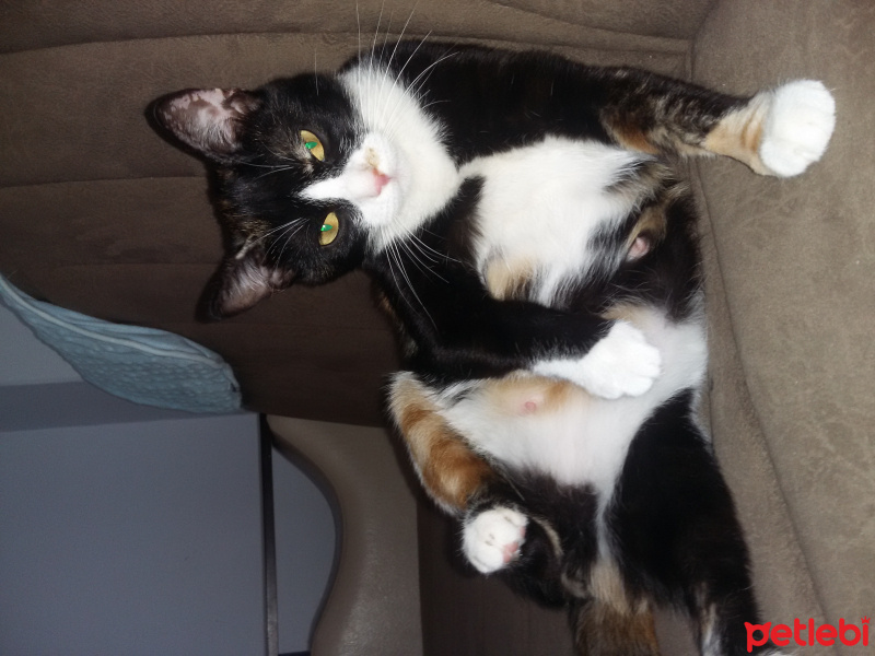 Tekir Kedi, Kedi  Helen fotoğrafı