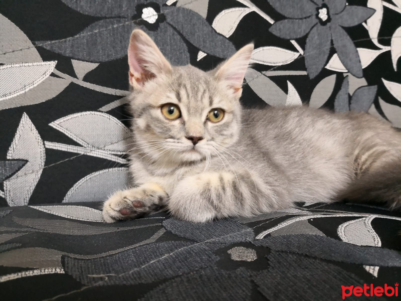 Scottish Fold, Kedi  Yok fotoğrafı