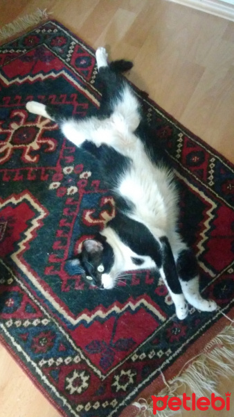 Tuxedo (Smokin) Kedi, Kedi  GECE fotoğrafı