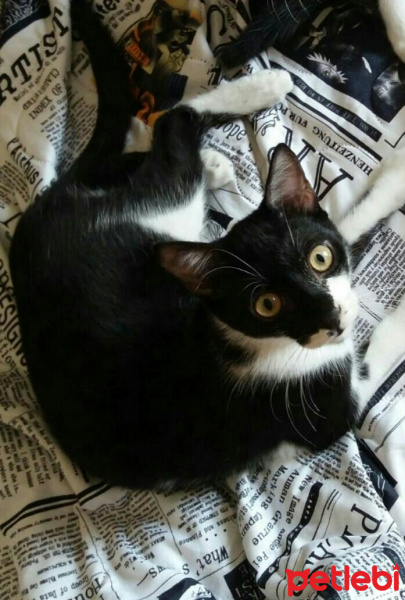 Tuxedo (Smokin) Kedi, Kedi  GECE fotoğrafı