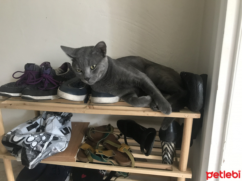 Mavi Rus, Kedi  Ares fotoğrafı