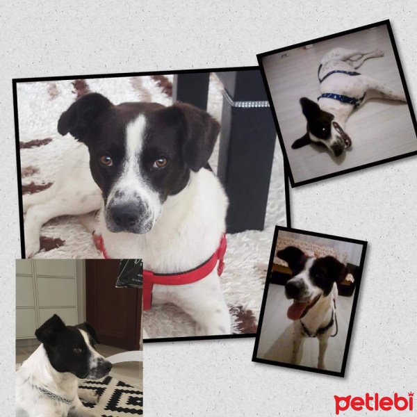 Pointer, Köpek  RIFKI fotoğrafı