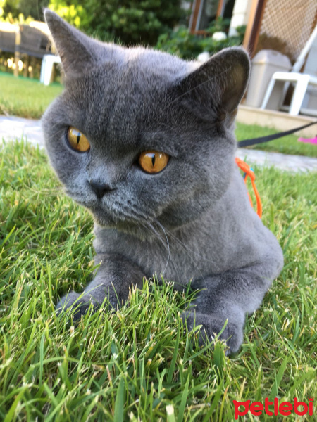 British Shorthair, Kedi  Ares fotoğrafı