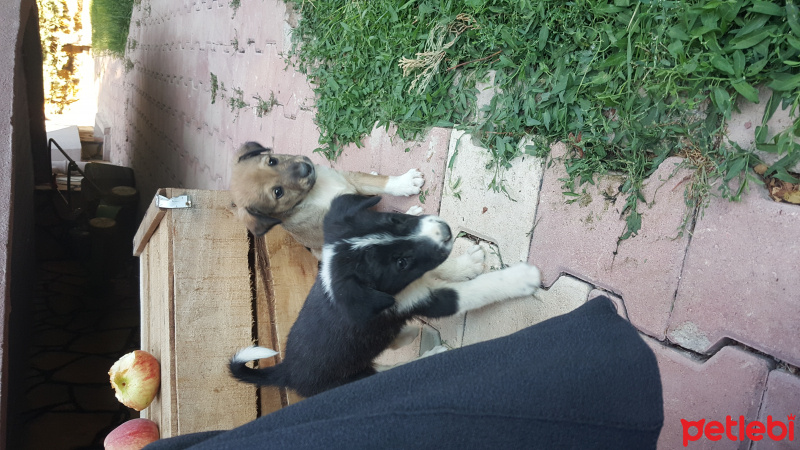 Sokö (Sokak Köpeği), Köpek  TATLIŞLARR fotoğrafı