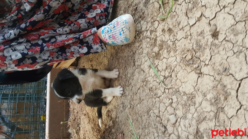 Sokö (Sokak Köpeği), Köpek  TATLIŞLARR fotoğrafı