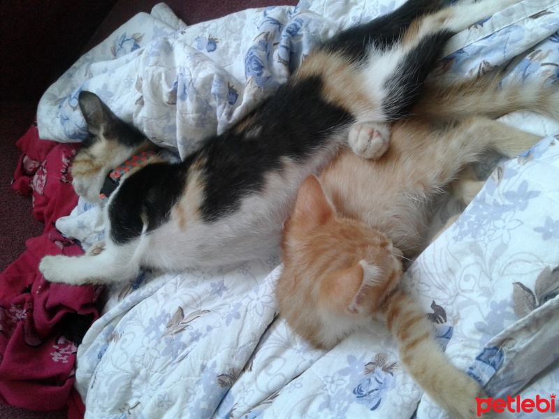 Sarman, Kedi  Sarı ve alaca fotoğrafı