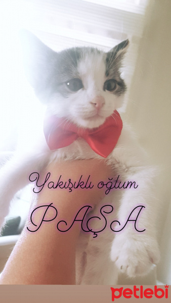 Tekir Kedi, Kedi  Paşa fotoğrafı