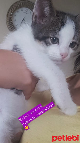 Tekir Kedi, Kedi  Paşa fotoğrafı