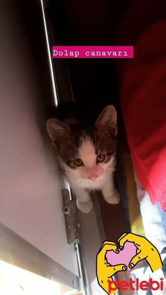Tekir Kedi, Kedi  Paşa fotoğrafı