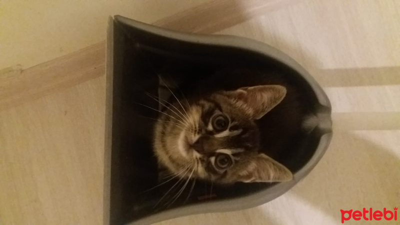 Tekir Kedi, Kedi  Topaç fotoğrafı