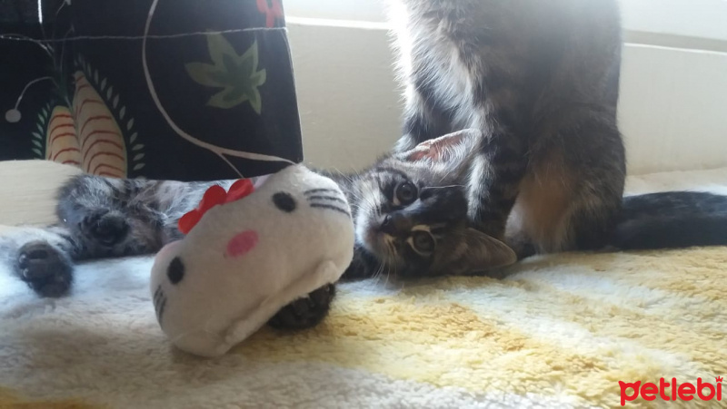 Tekir Kedi, Kedi  Topaç fotoğrafı