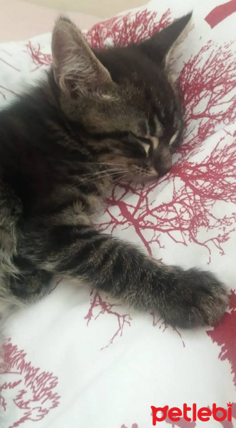Tekir Kedi, Kedi  Topaç fotoğrafı