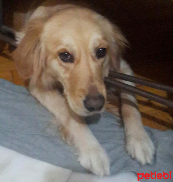 Golden Retriever, Köpek  Mişa fotoğrafı