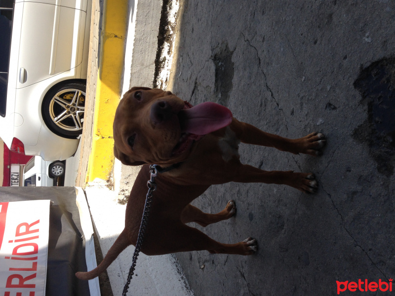 Amerikan Pitbull Terrier, Köpek  MAYA fotoğrafı