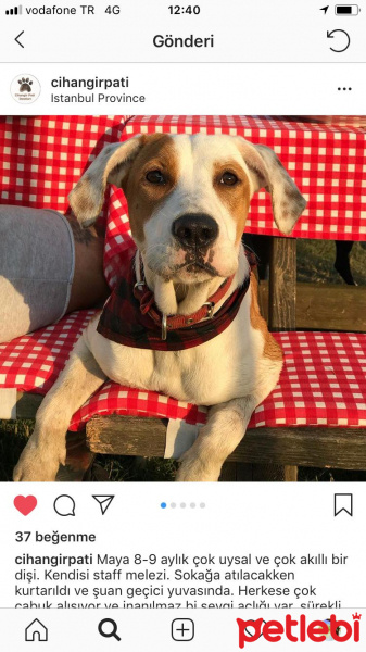 Amerikan Staffordshire Terrier, Köpek  maya fotoğrafı