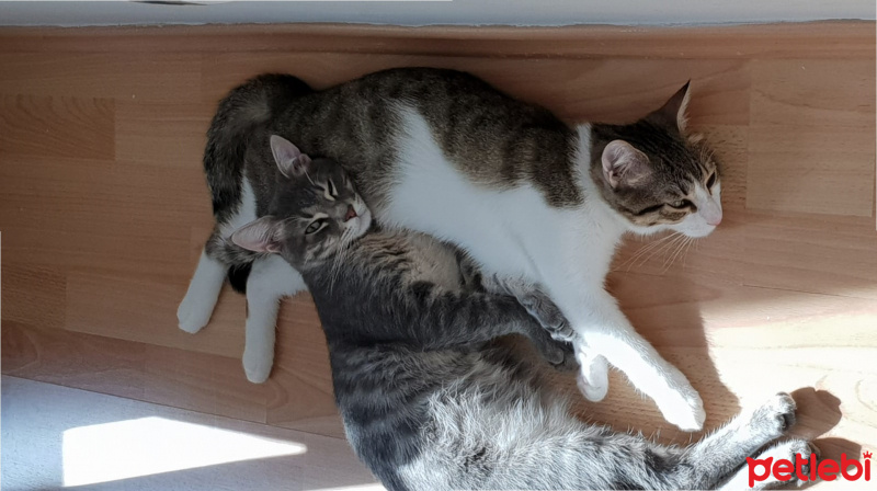 Tekir Kedi, Kedi  Badem Ve Duman fotoğrafı