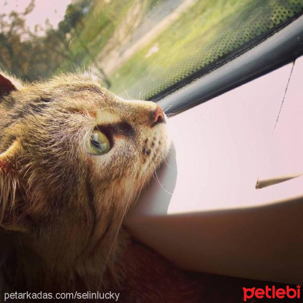 American Bobtail, Kedi  LUNA fotoğrafı