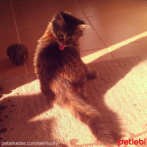 American Bobtail, Kedi  LUNA fotoğrafı