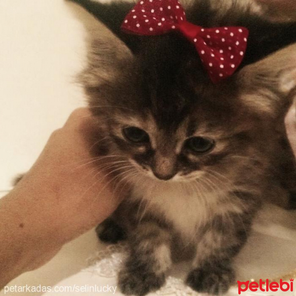 American Bobtail, Kedi  LUNA fotoğrafı