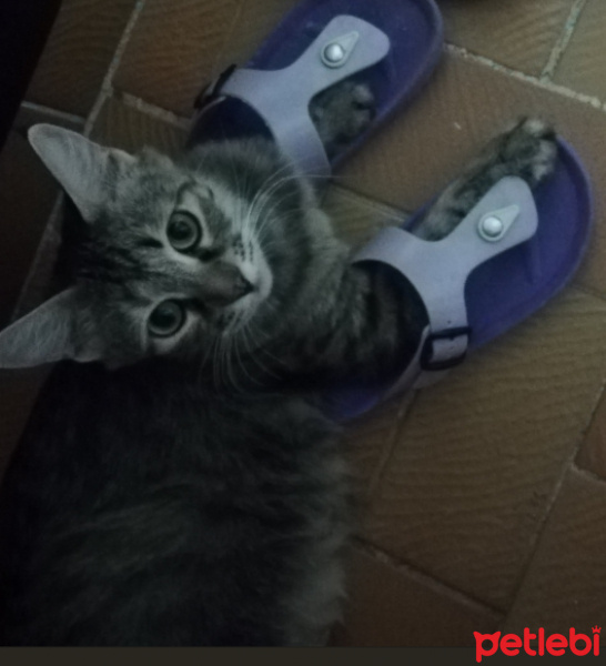 American Bobtail, Kedi  LUNA fotoğrafı